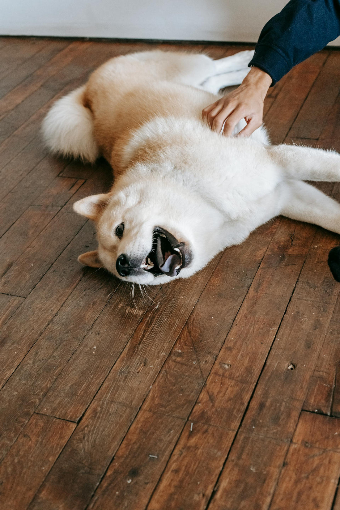 Consider a Certified Canine Massage Therapist For Your Pooch