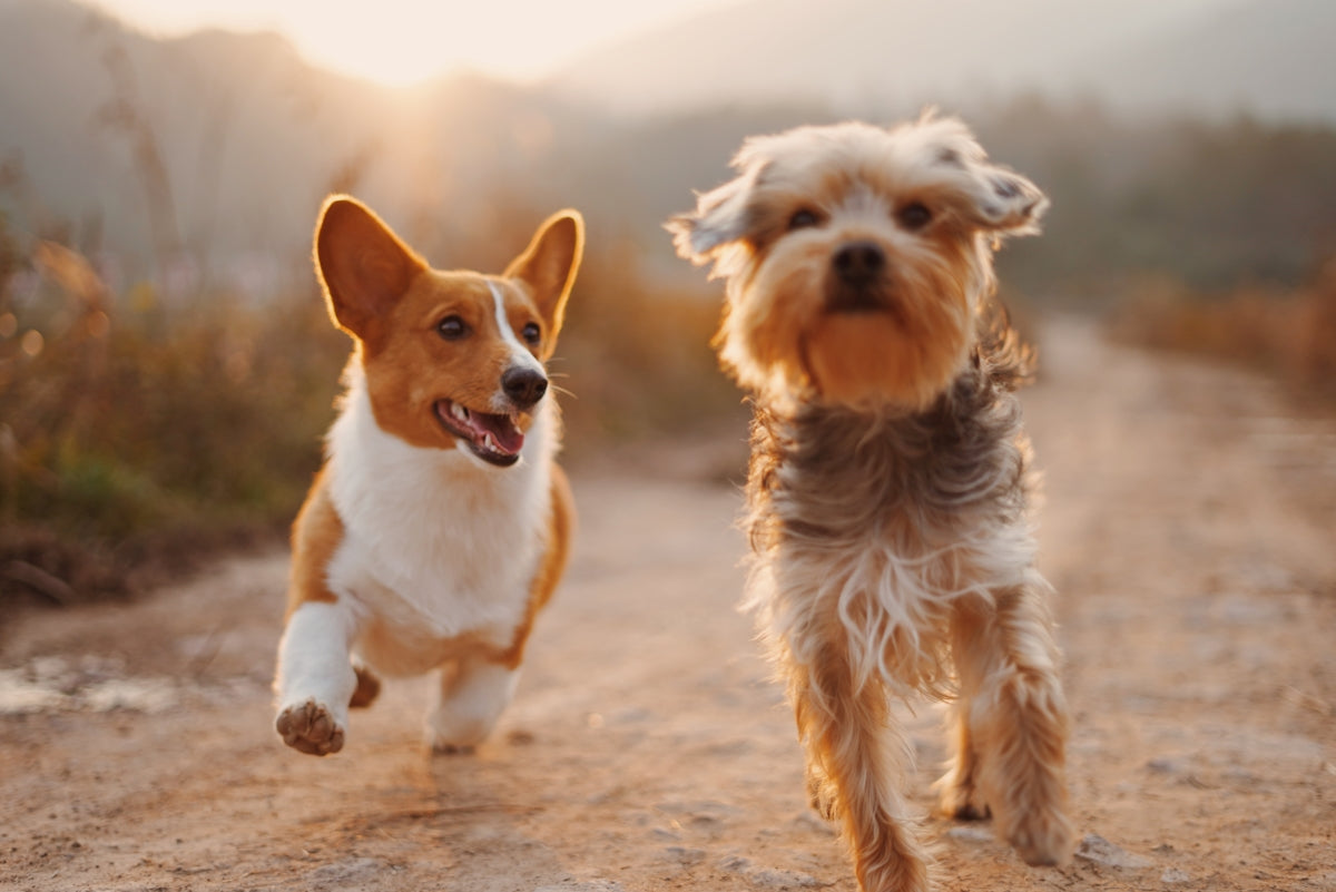 The History of Dog Behavior: How Grooming Tips Have Evolved Over Time ...