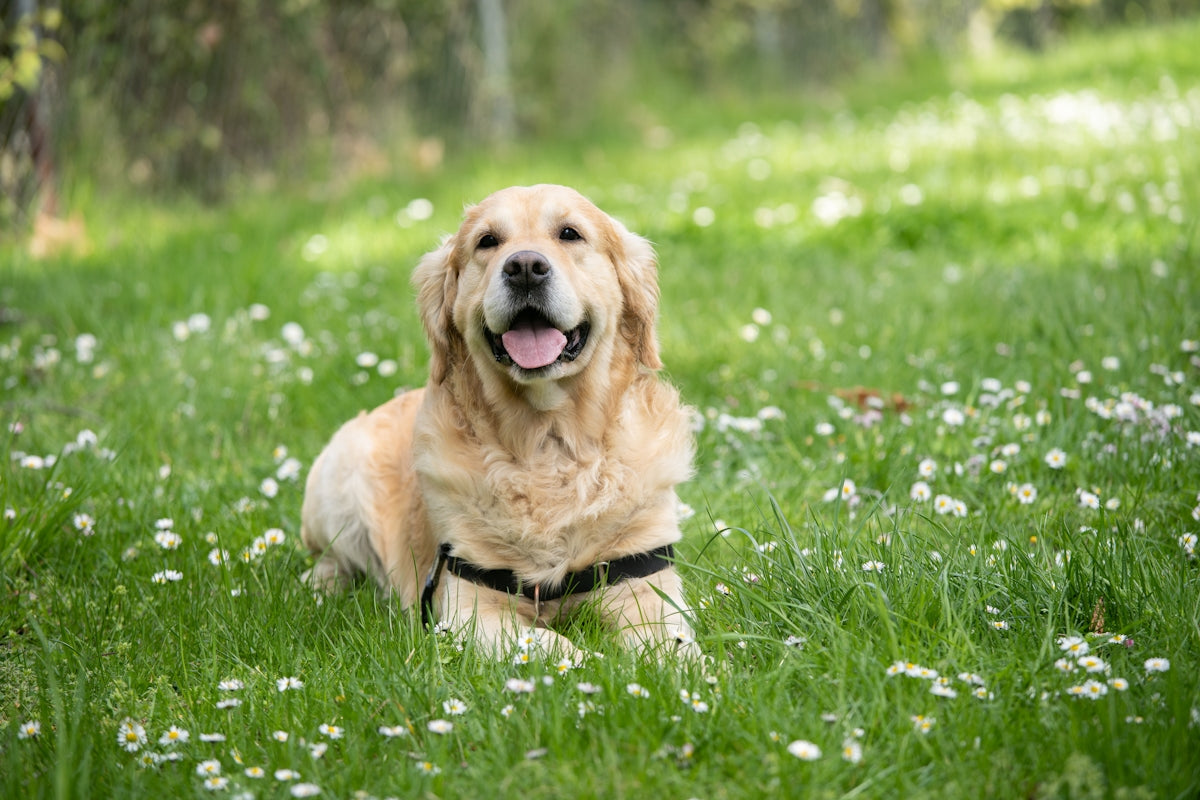 My Dog Talks Communicatietrainingsknoppen Voor Honden En Katten 12 Talking Knopen 3 Matten 650434533
