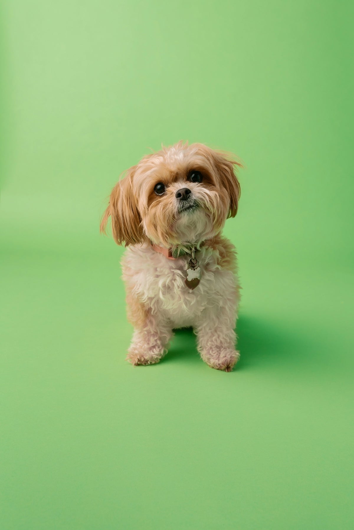Resolving Common Dog Behavior Challenges with Expert Tips – Canine ...