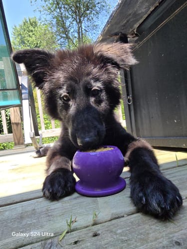 Freezball - Durable Fillable Dog Chew Bone