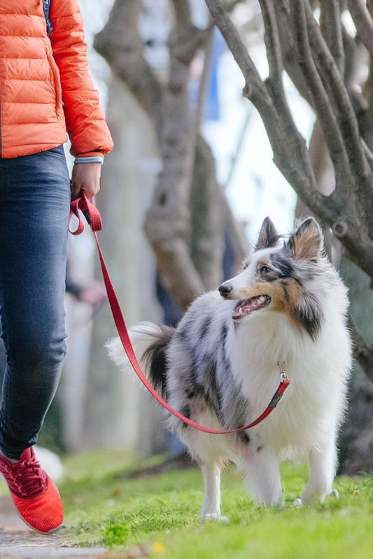 Reactive Dog Training Blueprint