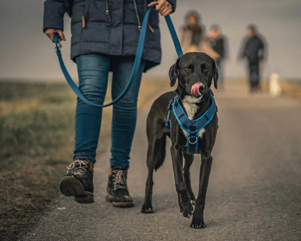 Reactive Dog Training Blueprint